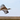 Sacred Flight